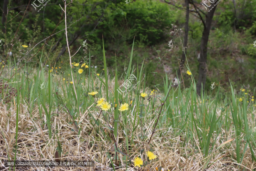 野草地