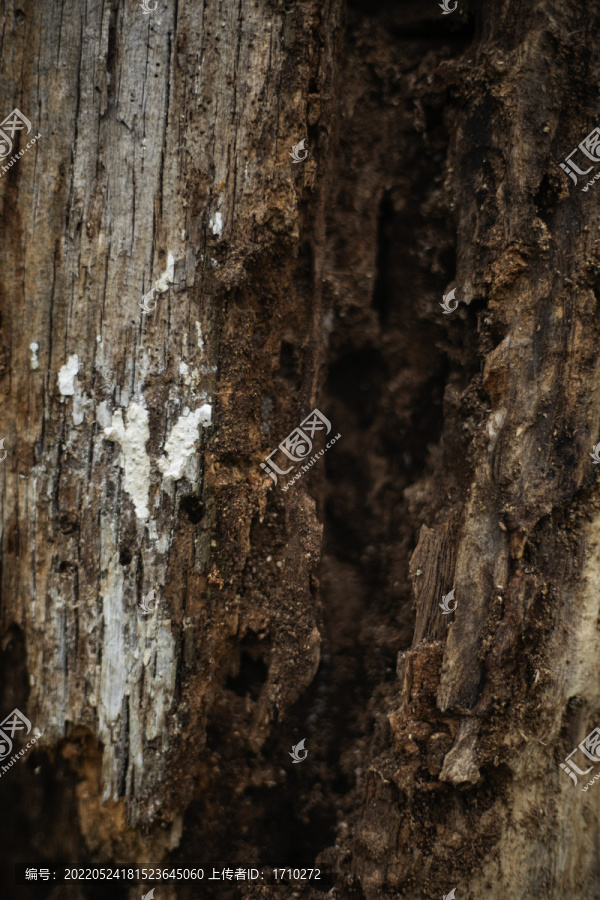 白蚁蛀空的树木