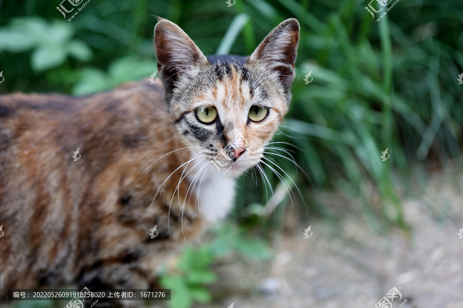 猫咪