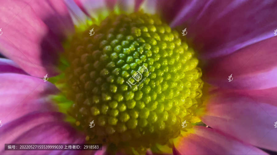 特写雏菊非洲菊