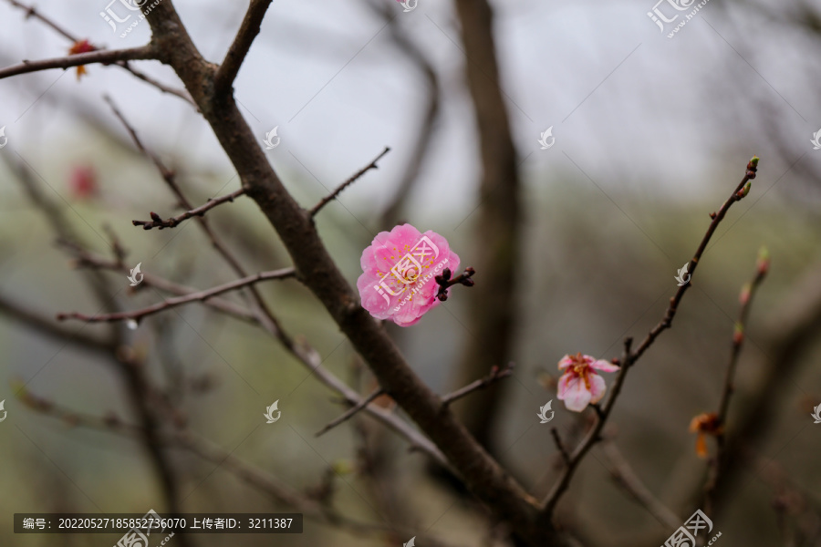 梅花开