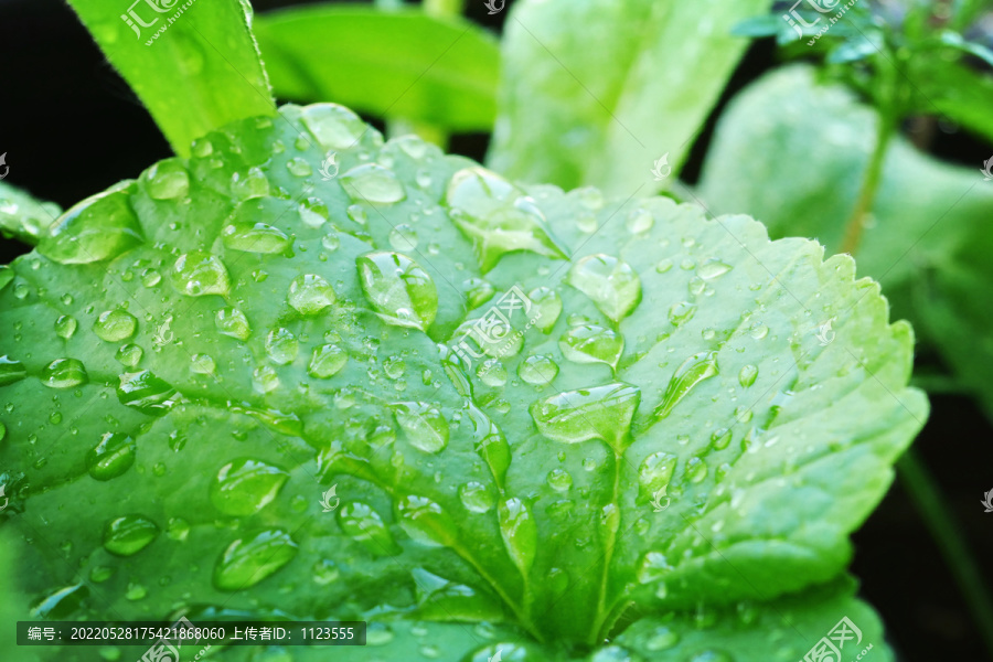 雨滴