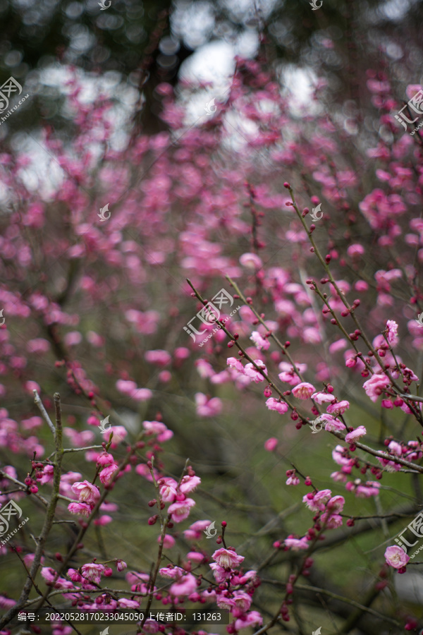 粉色梅花