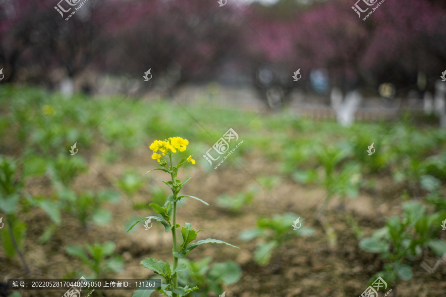 黄色油菜花