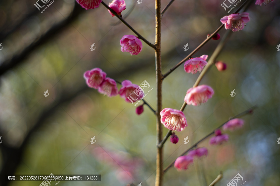 粉色梅花