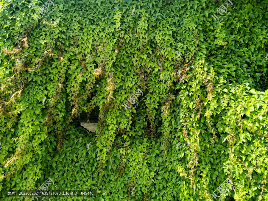 青砖墙爬山虎绿植墙