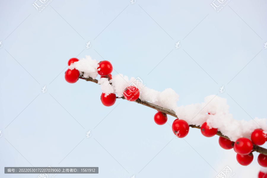 积雪挂雪的红果