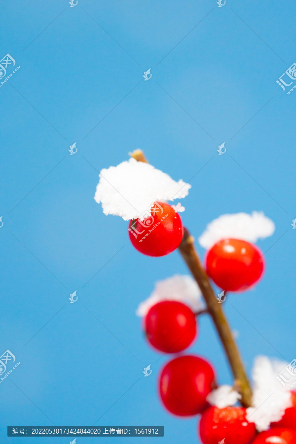 冬季大寒小寒雪景红果