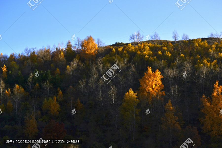 秋山景韵