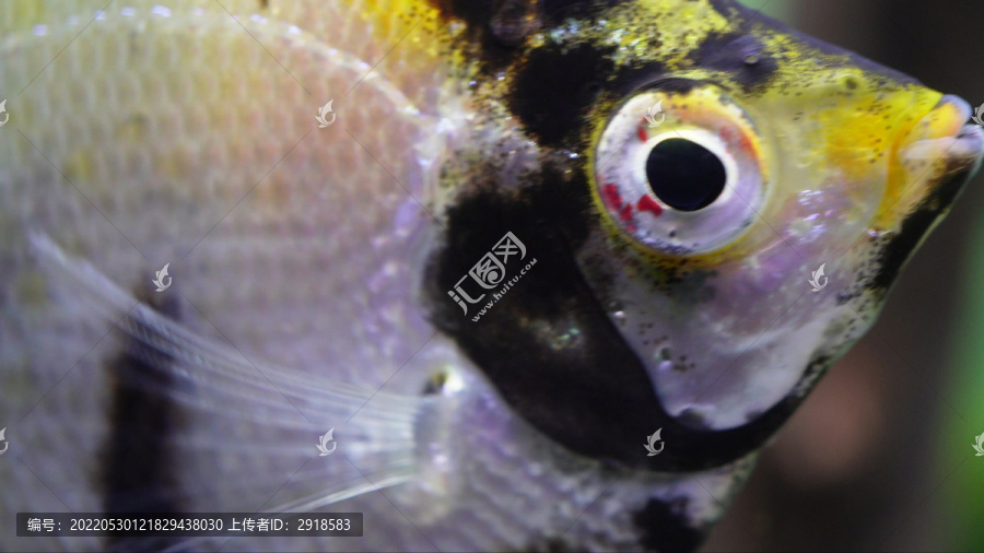 微距热带鱼鱼吃食鱼眼睛鱼鳃
