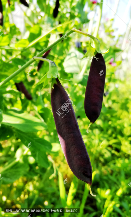 紫黑色荷兰豆