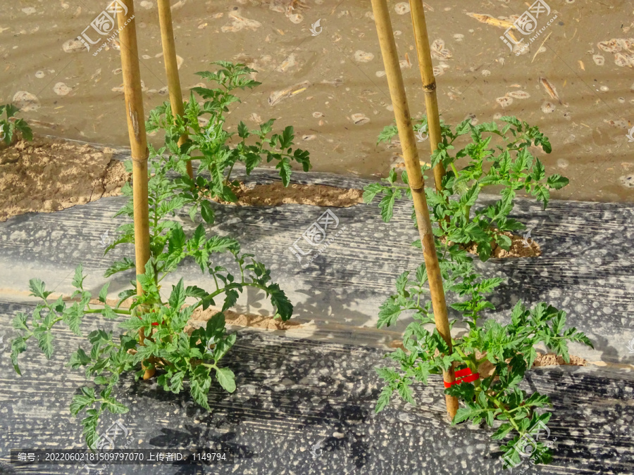 西红柿浇水田