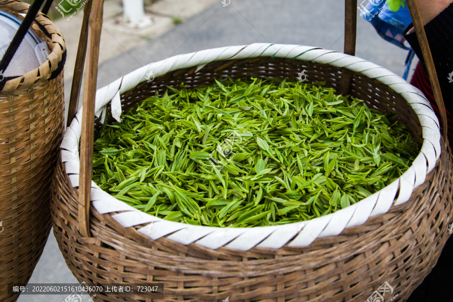 杭州龙井问茶