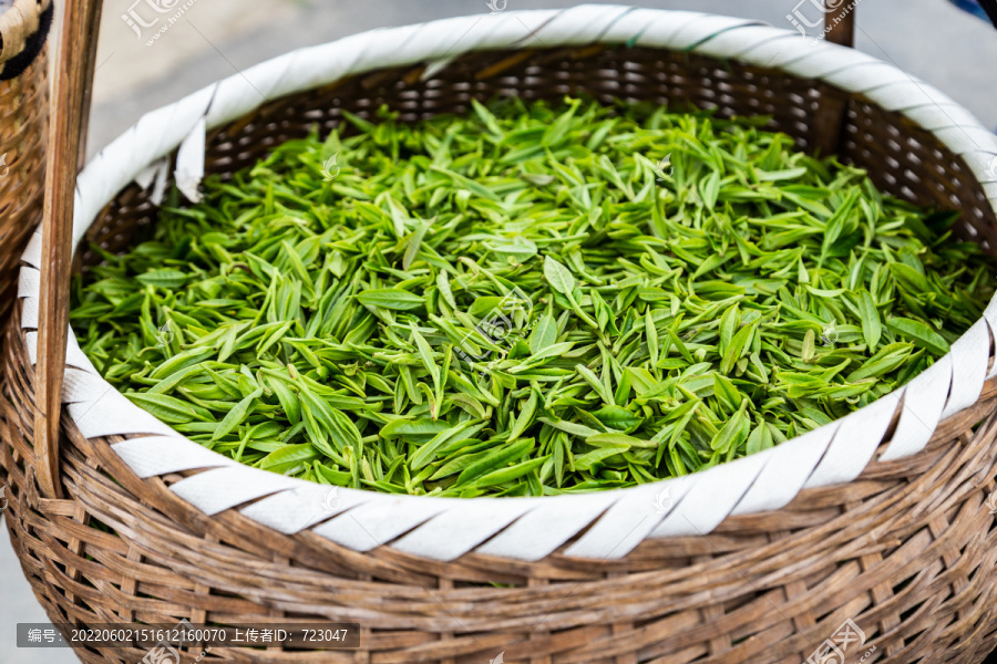 杭州龙井问茶