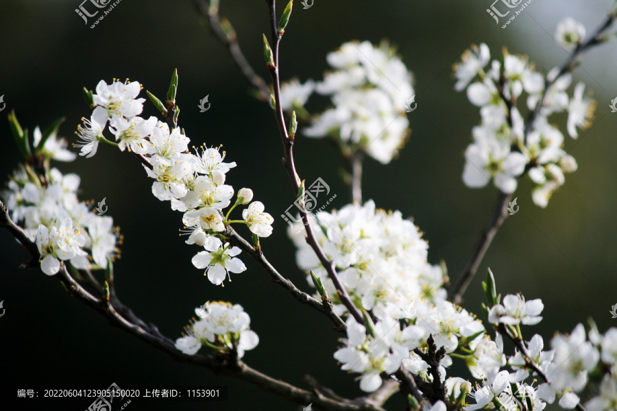 李子树花