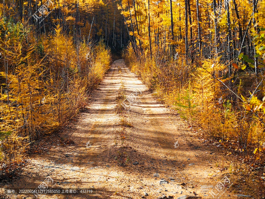 秋季金色森林山路