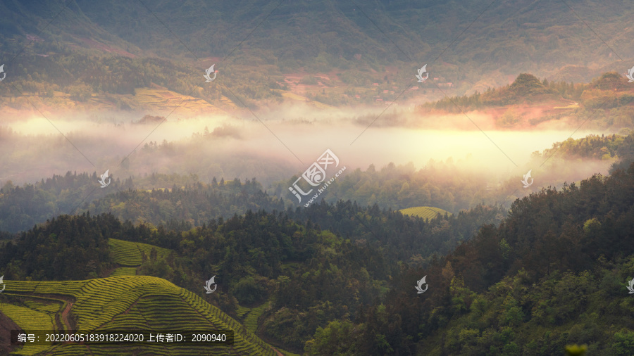 恩施鹤峰木耳山茶场