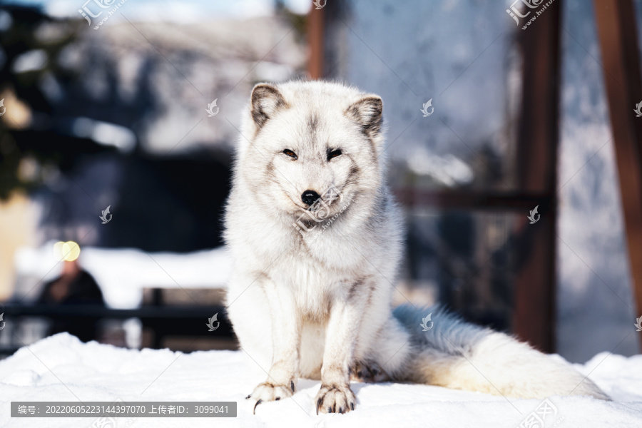 日本北海道动物园北极狐