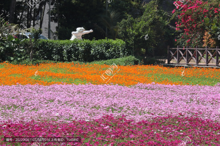 花卉