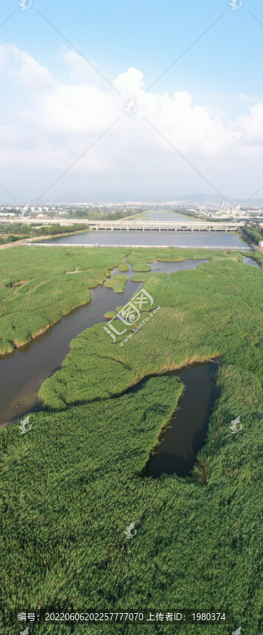 青岛城阳白沙河芦苇荡