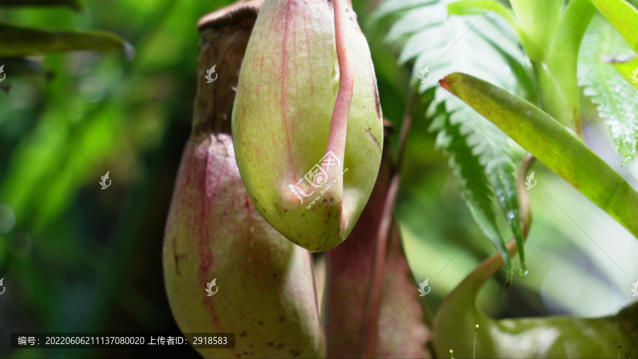 猪笼草食虫草珍稀植物热带雨林