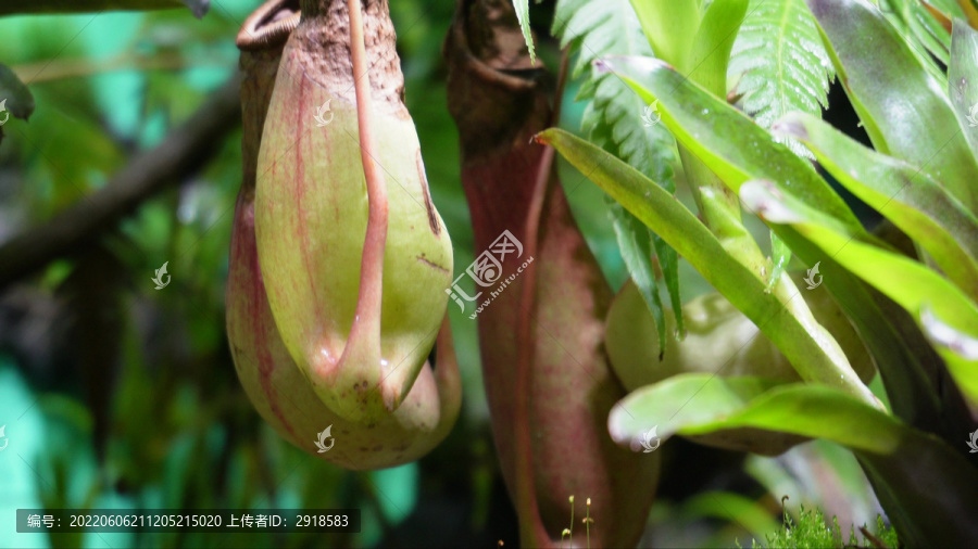 猪笼草食虫草珍稀植物热带雨林