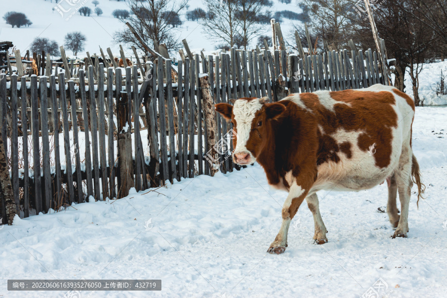 雪地栅栏一头牛