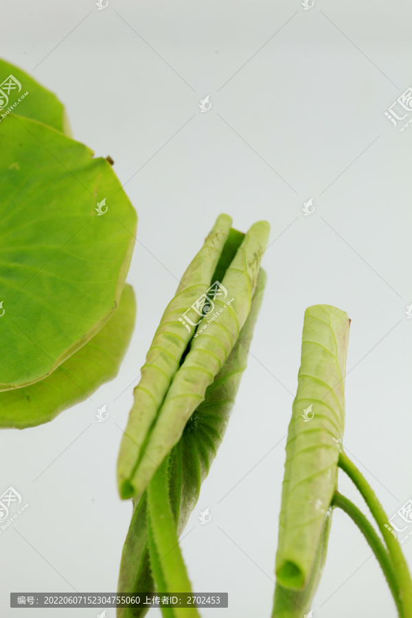 荷叶