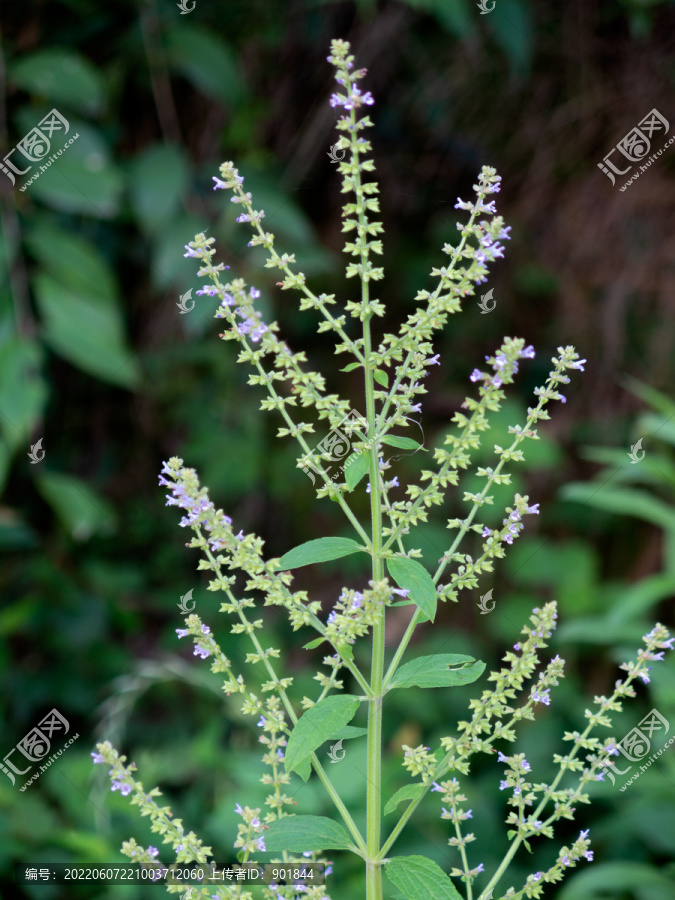 野外生长的荔枝草