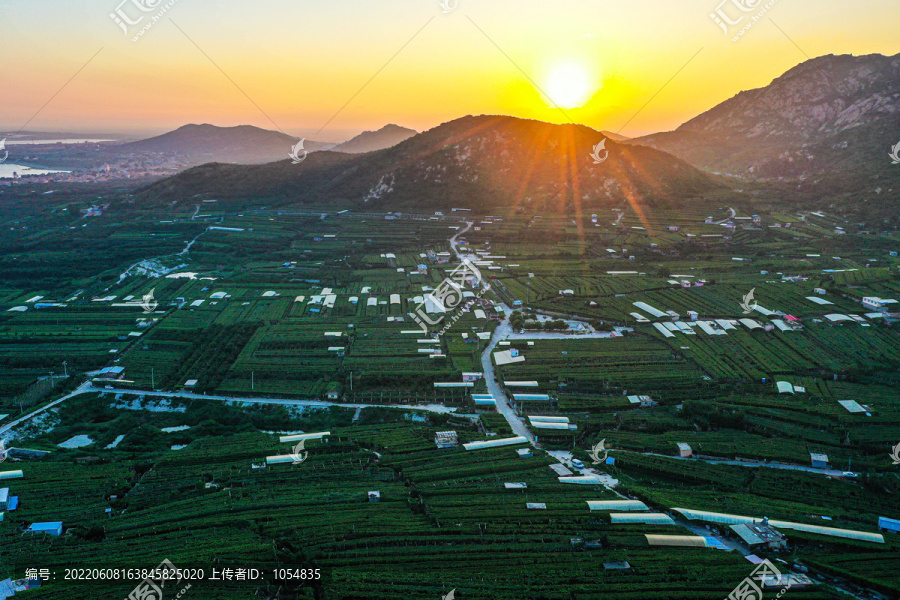 大泽山镇尹家葡萄园