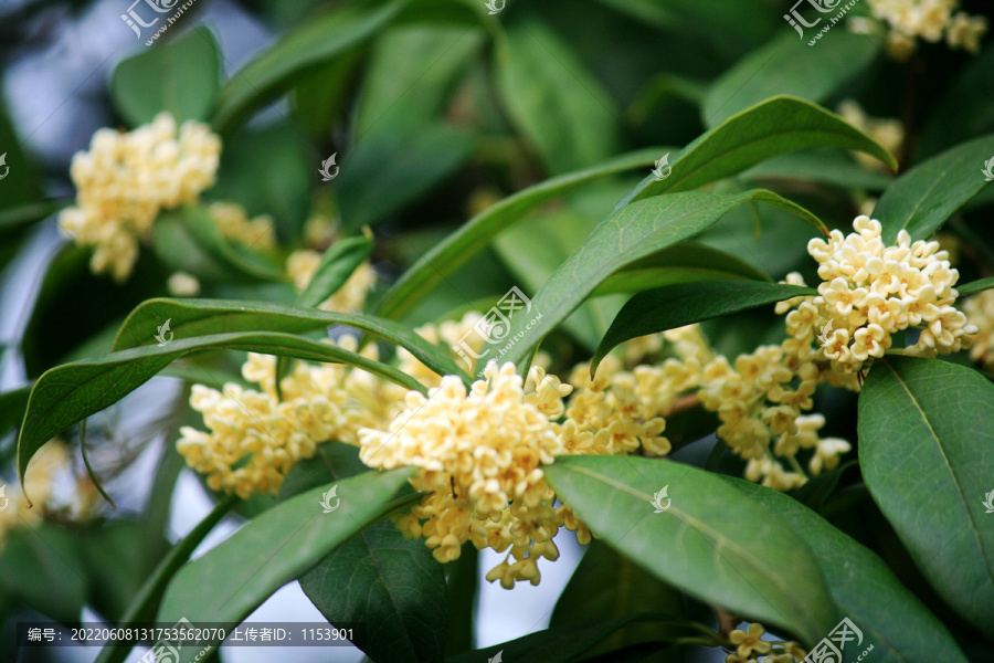 桂花枝