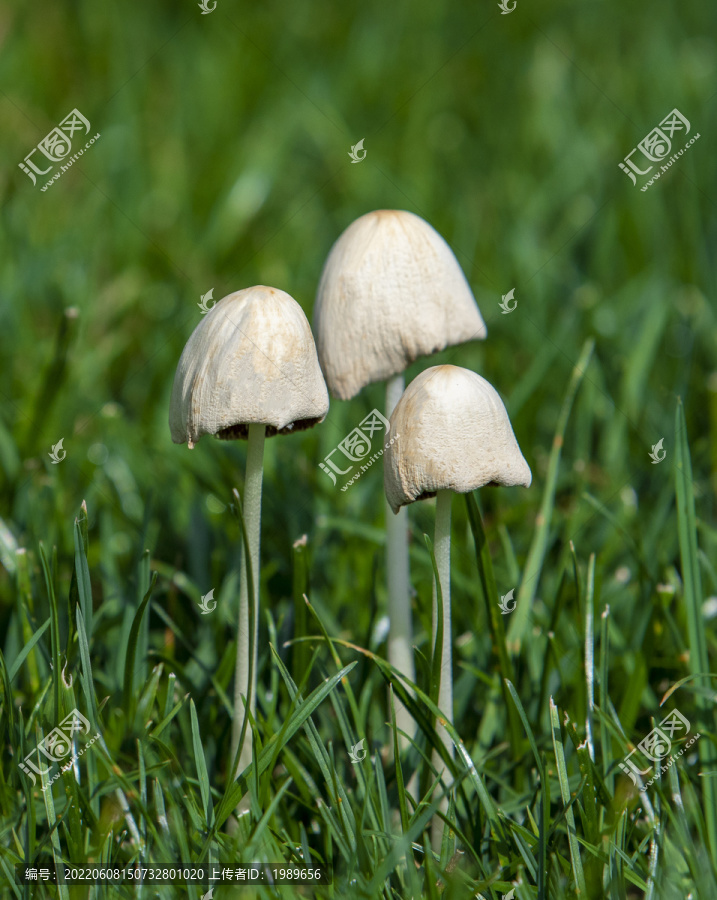 蘑菇野山菌野生菌