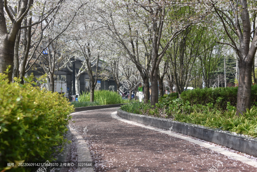 樱花步道