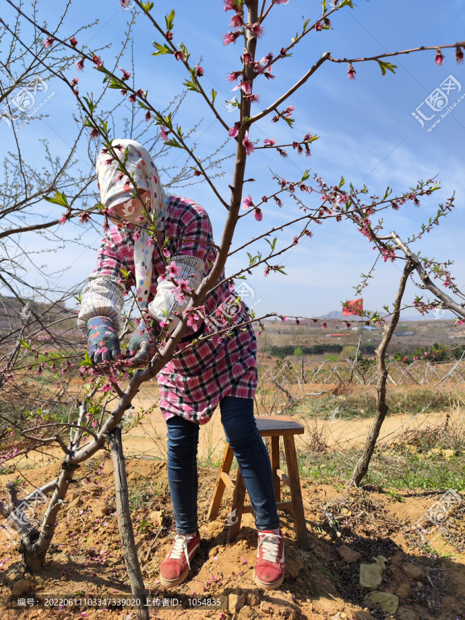 桃树疏花