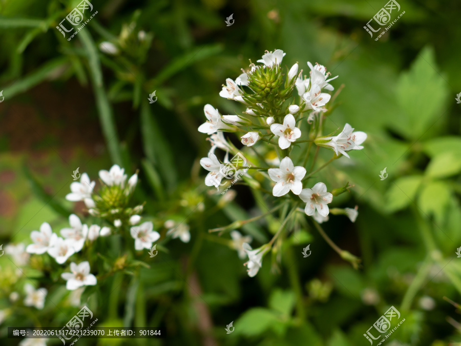 野生泽珍珠菜的开花期