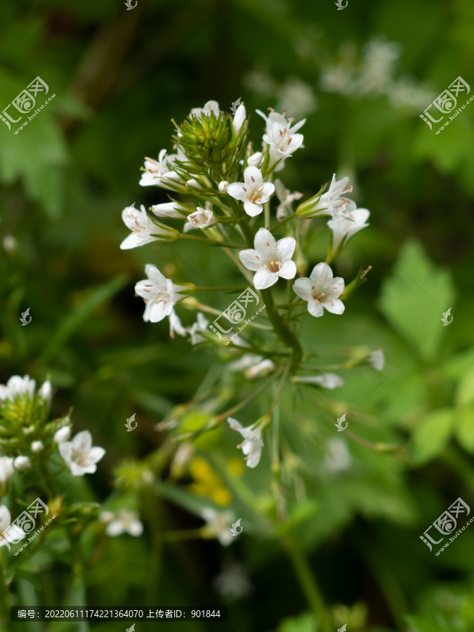 野生泽珍珠菜的开花期