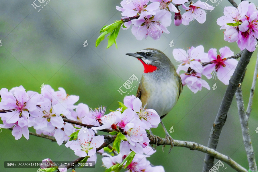 花鸟