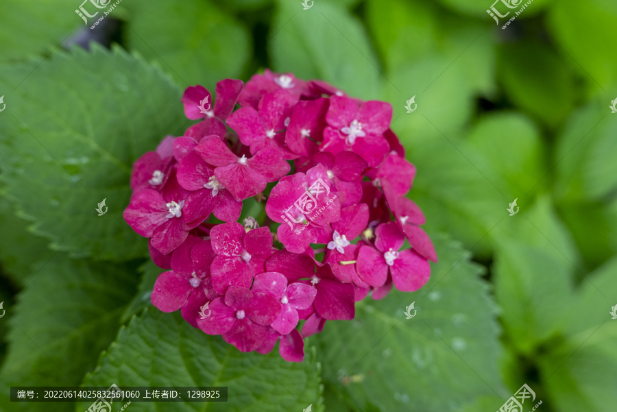 唯美粉红绣球花