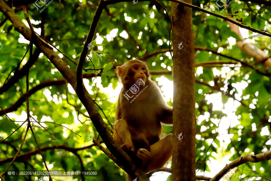 树上一只猴