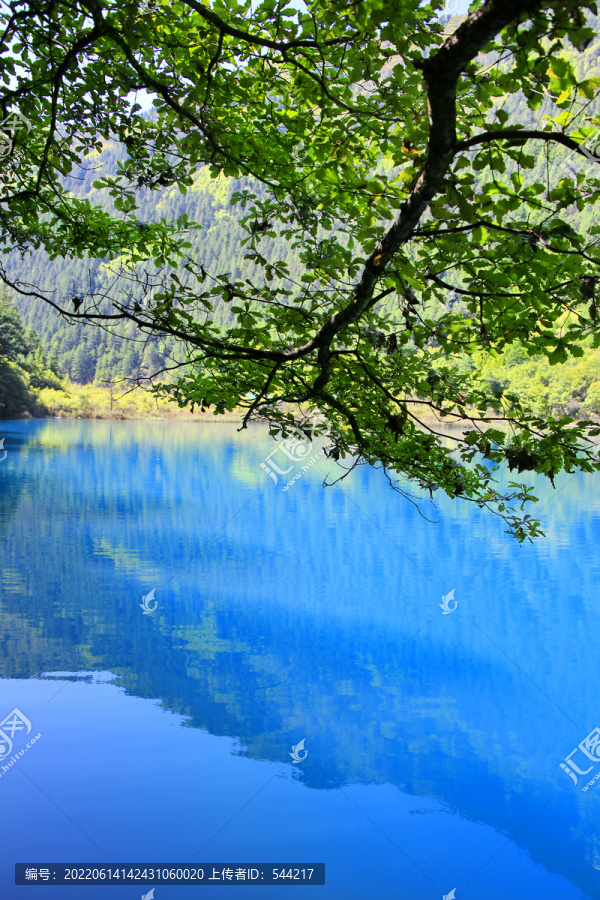 树荫下的蓝色水面九寨沟