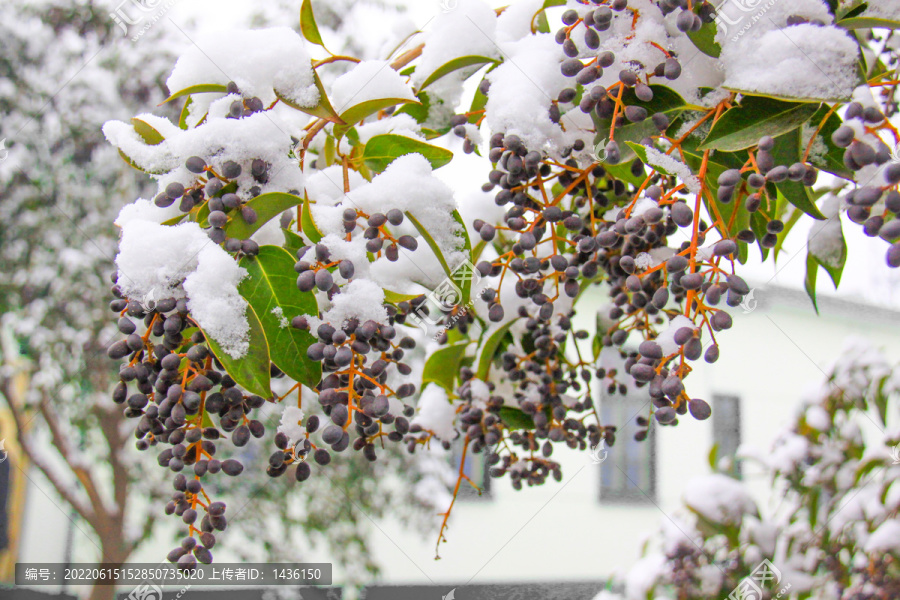 雪中树木