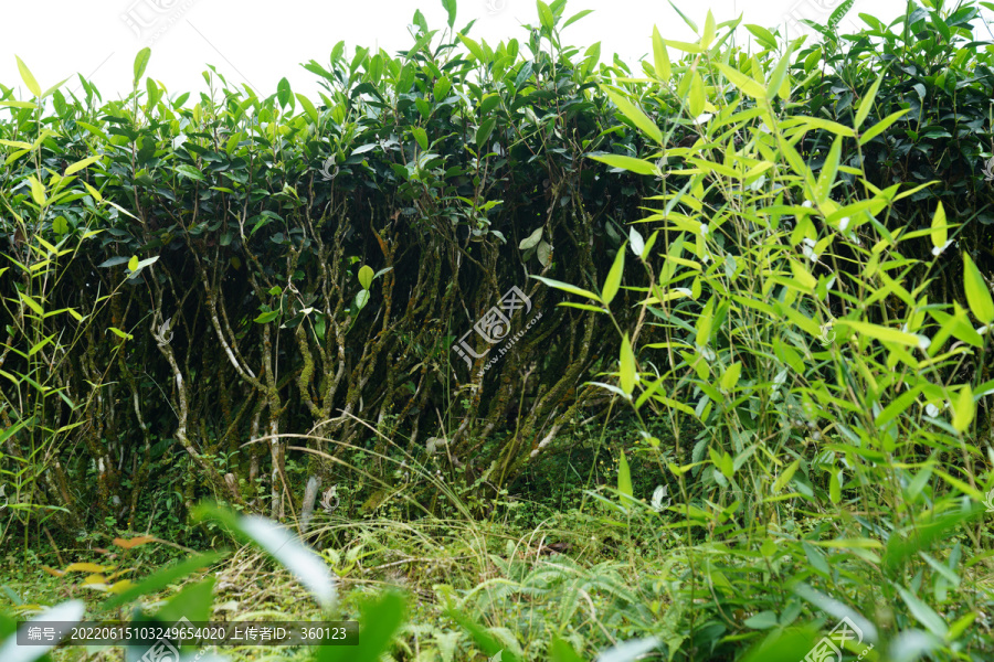 武夷岩茶燕子窠生态茶园