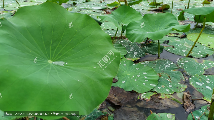 雨成珠