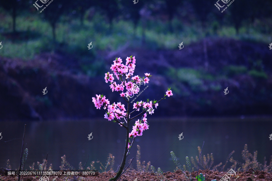 桃花