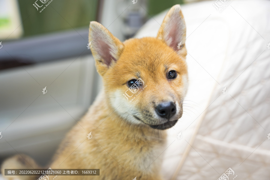 汽车里的小柴犬特写