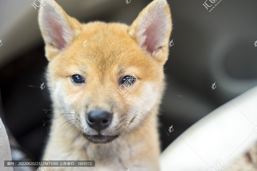 汽车里的小柴犬特写