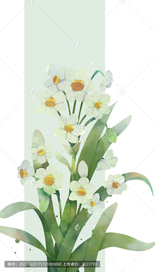 水仙花水彩插画