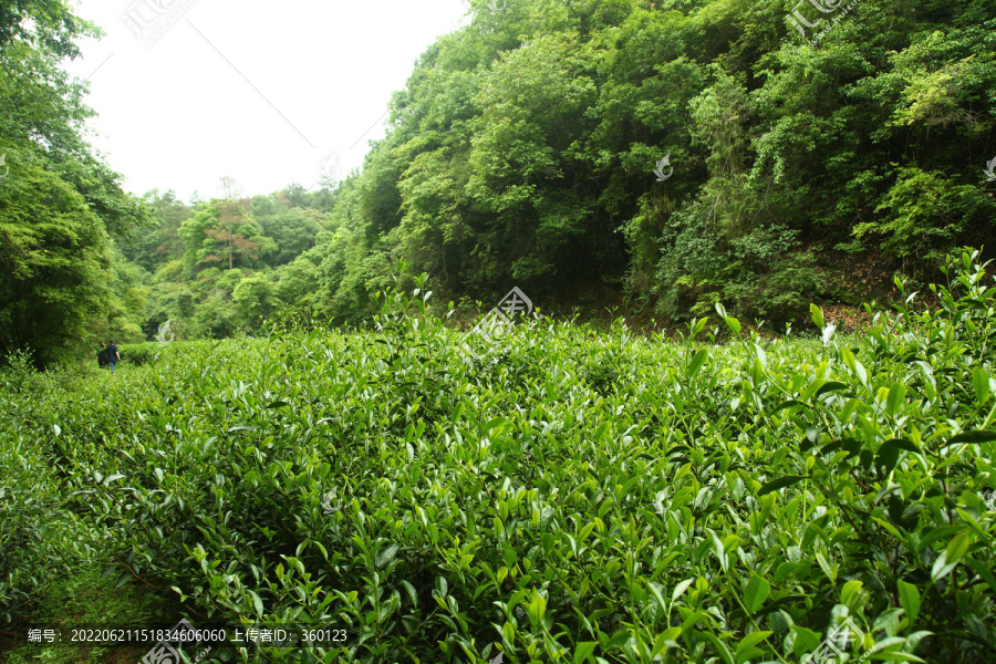 武夷山岩茶摄影茶叶
