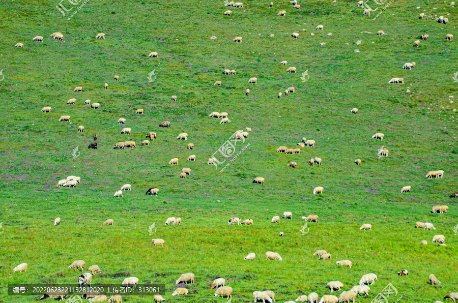 草原绵羊