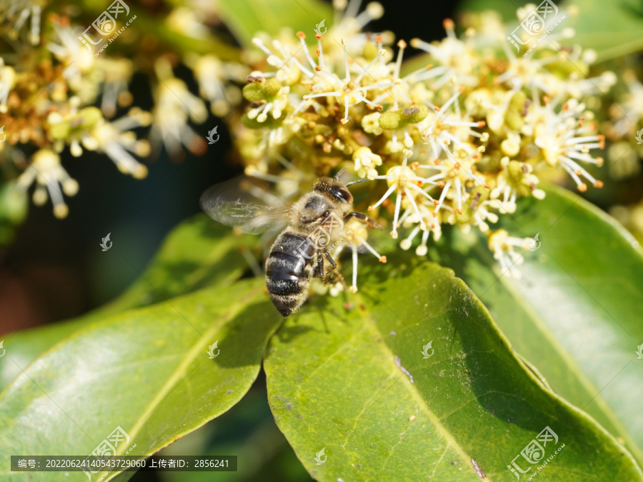 蜜蜂龙眼花果树花卉植物桂圆